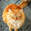 Which Exercises Are Good for Your Pet’s Mental Health?
