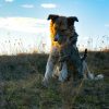 What Tests Does Your Pet Undergo During a Vet Clinic Visit, and Why?