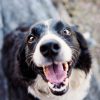 What Common Ailments Can Be Prevented with Regular Vet Visits?
