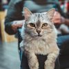 What Are the Essentials in Setting Up a Comfortable Space for Your Pet?