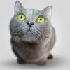 What Happens at a Pet’s First Vet Check-up?