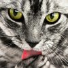 Can Diet Contribute to Preventing Pet Diseases?