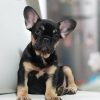 Can My Indoor Cat Skip Vet Visits?