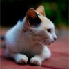 What Does Pet Preventive Care Include?