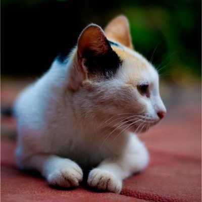 What Does Pet Preventive Care Include?
