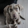 How Can Rehabilitation Aid Your Pet’s Recovery?