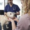 When Is the Right Time to Discuss Routine Care for Our Pets?