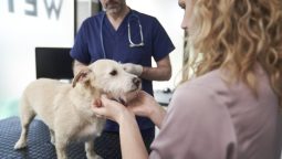 When Is the Right Time to Discuss Routine Care for Our Pets?