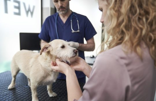 When Is the Right Time to Discuss Routine Care for Our Pets?