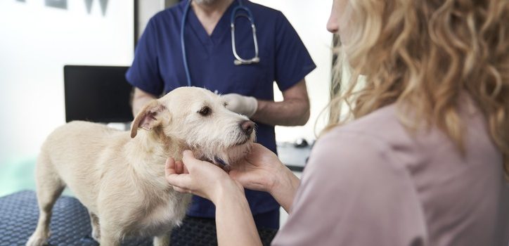 When Is the Right Time to Discuss Routine Care for Our Pets?