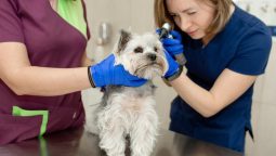 Which Pet Conditions Require Surgical and Medical Attention?