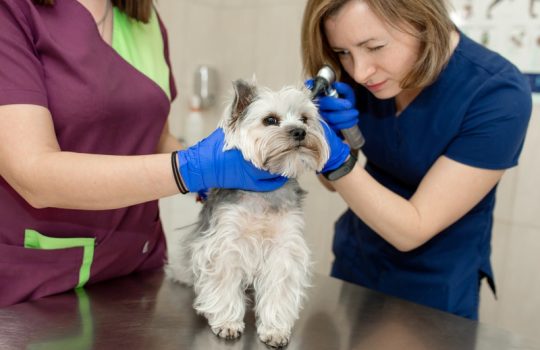 Which Pet Conditions Require Surgical and Medical Attention?
