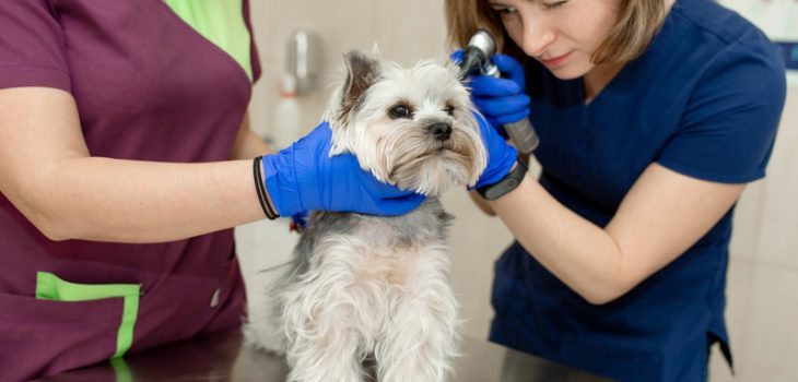 Which Pet Conditions Require Surgical and Medical Attention?