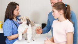 Where Do Most Pets Pick Up Parasites, and How to Avoid It?