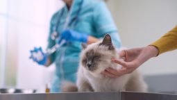 What Pre-surgery Preparations Are Needed for Your Pet’s Procedure?