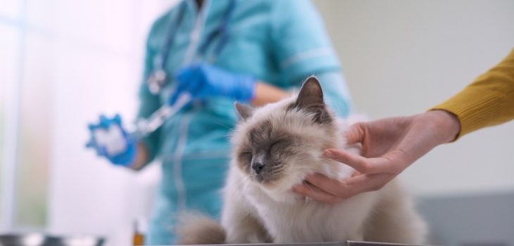 What Pre-surgery Preparations Are Needed for Your Pet’s Procedure?