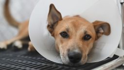 How to Avoid Post-Surgery Complications in Pets?