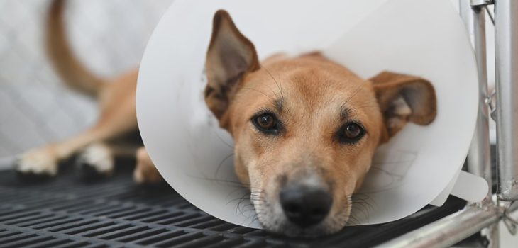 How to Avoid Post-Surgery Complications in Pets?