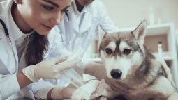 What Are the Signs My Exotic Pet Needs an Oncology Vet?