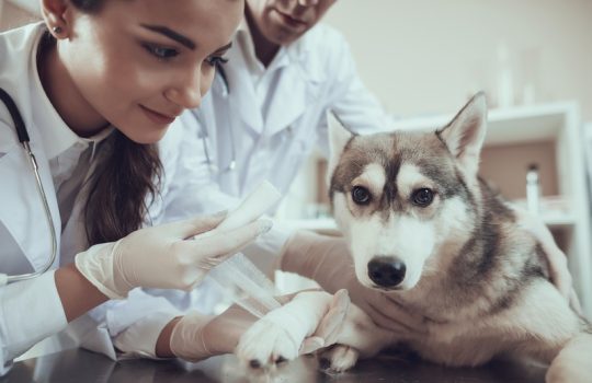 What Are the Signs My Exotic Pet Needs an Oncology Vet?