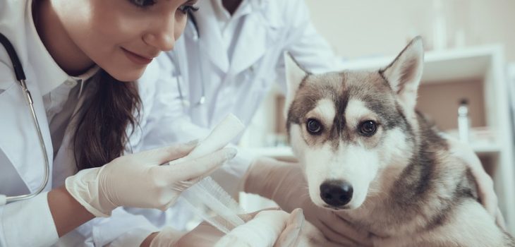 What Are the Signs My Exotic Pet Needs an Oncology Vet?