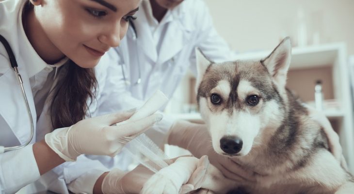 What Are the Signs My Exotic Pet Needs an Oncology Vet?