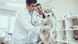 How Can Early Emergency Care Save Your Pet’s Life?