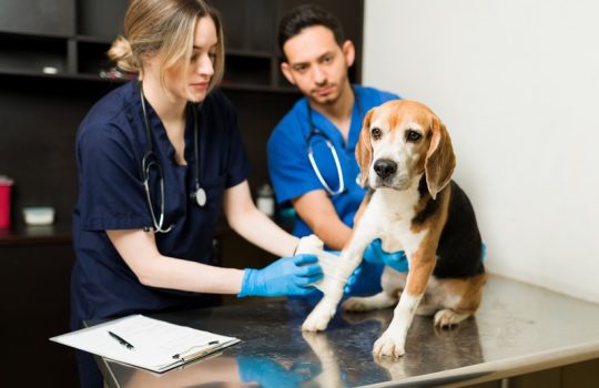 How Does Laser Therapy Speed Up My Pet’s Healing Process?