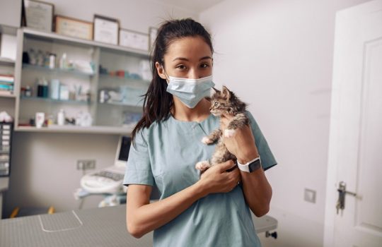 When Should You Start Geriatric Care for Your Pet?