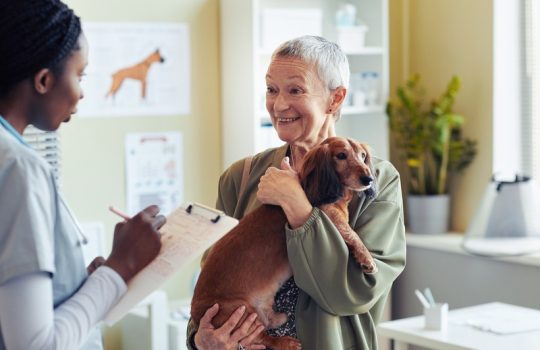 What Are Common Health Issues in Older Pets? What Are Common Health Issues in Older Pets?