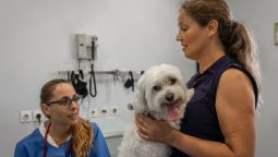 When Should You Rush Your Pet to an Emergency Vet?