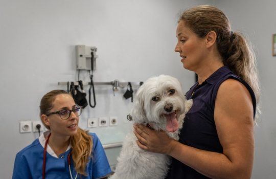 When Should You Rush Your Pet to an Emergency Vet?