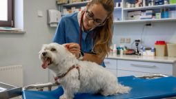 What Types of Dental Treatments Are Available for Pets?