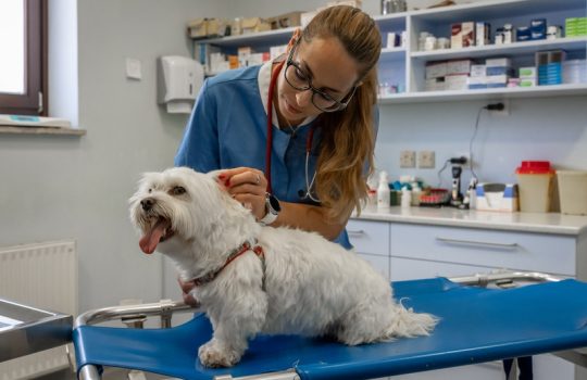 What Types of Dental Treatments Are Available for Pets?