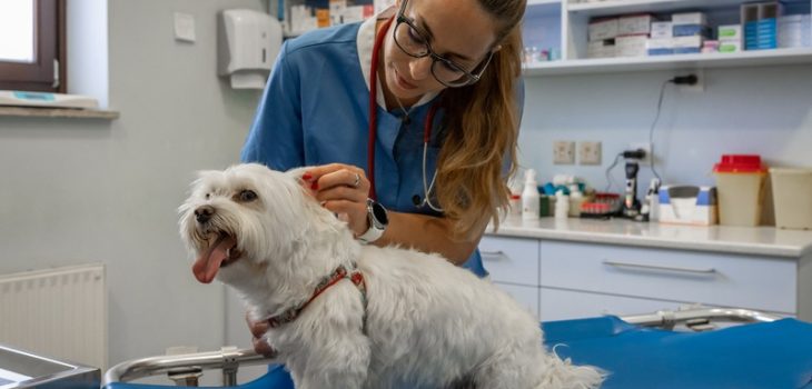 What Types of Dental Treatments Are Available for Pets?