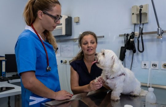 Why Do Pets Need Annual Veterinary Exams?