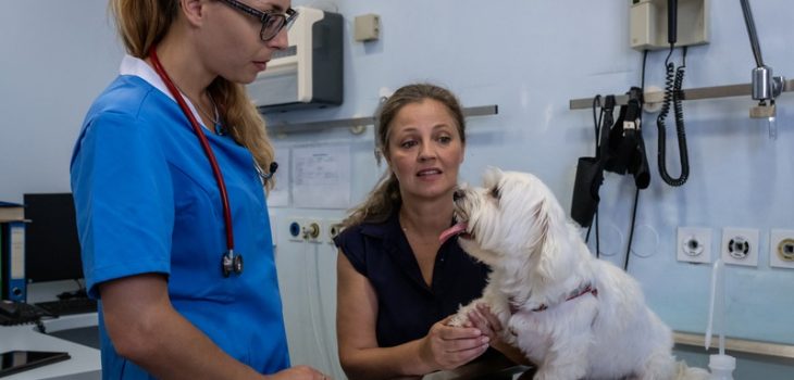 Why Do Pets Need Annual Veterinary Exams?