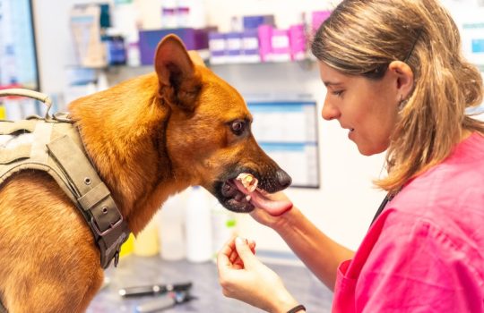 Can Vaccines Reduce Complications in Pet Dermatology Cases?