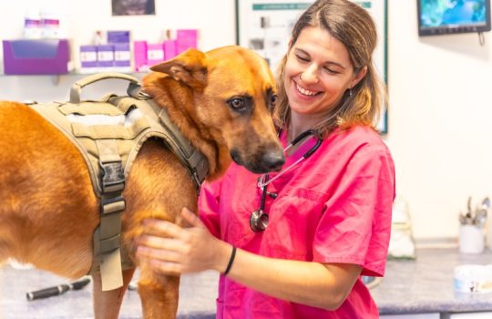 How Vaccinations Influence Pet Anesthesia Safety How Vaccinations Influence Pet Anesthesia Safety