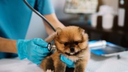 When Should Puppies Get Their First Veterinary Check-Up?
