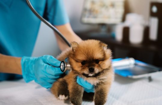 When Should Puppies Get Their First Veterinary Check-Up?