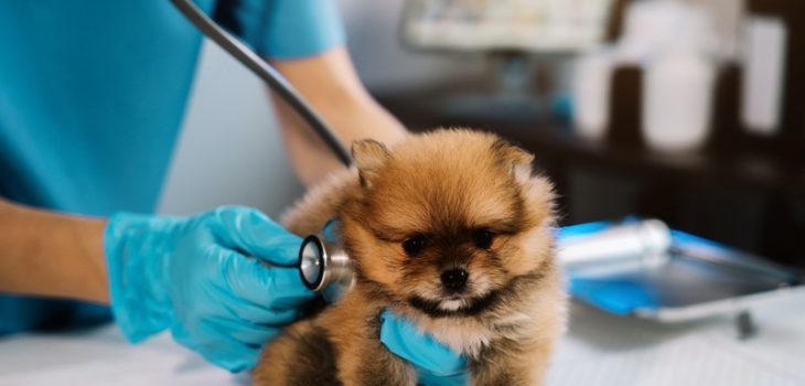 When Should Puppies Get Their First Veterinary Check-Up?