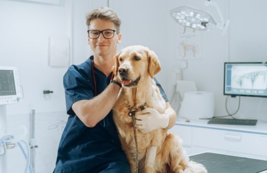 What Are the Core Veterinary Services of a Reputable Clinic?