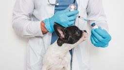 What Diseases Can Vaccinations Prevent in Pets?