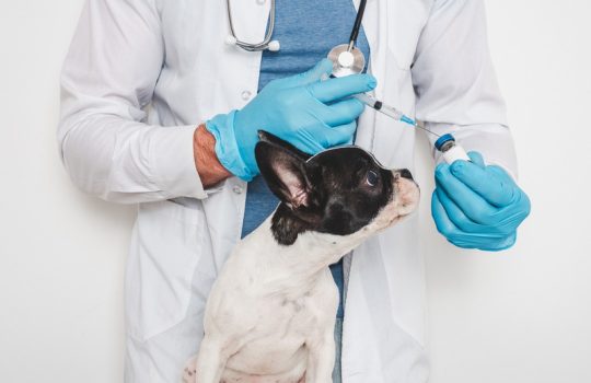 What Diseases Can Vaccinations Prevent in Pets?