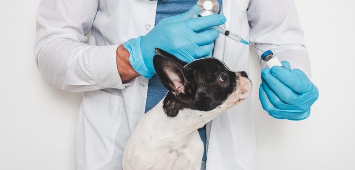 What Diseases Can Vaccinations Prevent in Pets?