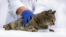 What Is Involved in the Preventive Care for Your Pets?