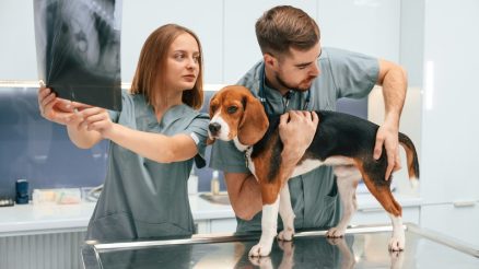 Why Do Vets Use Radioactive Therapy for Pets?