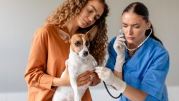 Who Should Consider a Veterinary Internist for Their Pet?