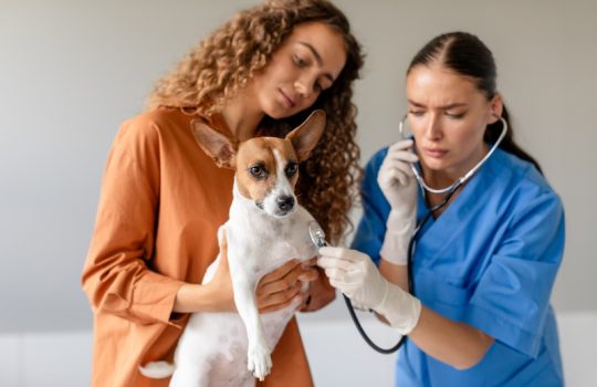 Who Should Consider a Veterinary Internist for Their Pet?